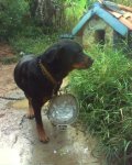 Doggy.jpg Doggy.jpg