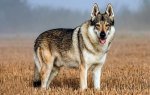 czechoslovakian-wolfdog-1483746619-1.jpg