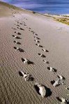 footprints_2.jpg
