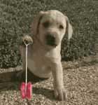 animated-puppie-dog-playing-with-yoyo-s.gif