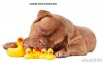 french-mastiff-with-rubber-duckies.jpg