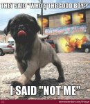 evil-dog_o_2453451.jpg
