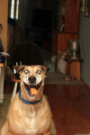 personally-this-is-the-funniest-dog-face-ive-seen-in-a-while-14339.png