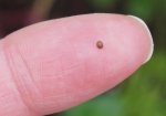 faith-as-small-as-a-mustard-seed.jpg faith-as-small-as-a-mustard-seed.jpg