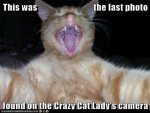 crazy cat lady.jpg