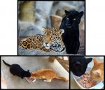 cats2.jpg cats2.jpg