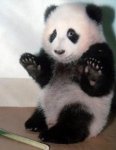 Panda time i love pandas _1ee152_5634384 (2).jpg