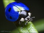 bluebug.jpg
