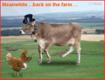 Cow-And-Chicken-Funny-Gif.gif