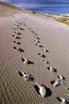 footprints_2.jpg