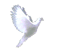 animated-dove-gif-8.gif
