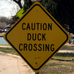 duck crossing.png