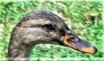 quack.png