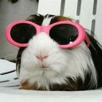 guinea pig.jpg