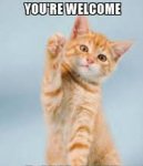 waving welcome kitten.jpg