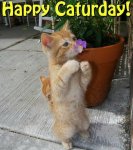 Happy Caturday! (2).jpg