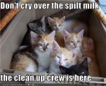 funny-pictures-kittens-will-clean-up-milk.jpg