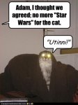 54340_funny-pictures-cat-watches-star-wars.jpg
