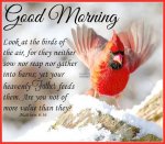 Good Morning Cardinal.jpg