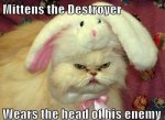 Funny-Animals-Memes---mittens-the-destroyer.jpeg.jpg