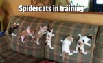 Funny-Animal-Memes---spidercats.jpeg.jpg