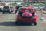 Funny-Memes---toyota-giving-birth.png