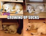 Animal-Memes---growing-up-sucks.jpeg.jpg