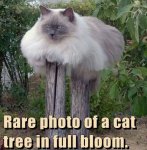 Funny-Animal-Memes---rare-cat-tree.jpeg.jpg