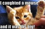 Animals-Memes--cat-mouse.jpg