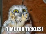 owl-meme-yolo-lol-funny-pics-owls-time-for-tickles-stuff-i-stumbled-upon_thumb.jpg