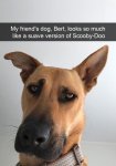 Dogs-Funny-Snapchats-1-5a311fab3687e__700.jpg