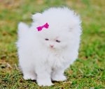 bow-cat-cute-fluffy-furry-Favim.com-275108.jpg