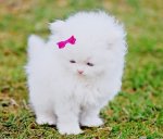 bow-cat-cute-fluffy-furry-Favim.com-275108.jpg bow-cat-cute-fluffy-furry-Favim.com-275108.jpg