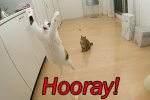 cat-saying-hooray.jpg