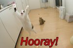 cat-saying-hooray.jpg cat-saying-hooray.jpg