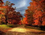 Autumn Leaves.jpg