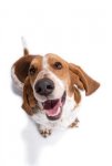 basset-hound-looking-up-at-camera-buster-21463721.jpg