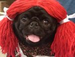dog with wig.jpg