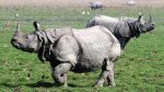 RHINO__1239354f.jpg RHINO__1239354f.jpg