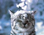 kitty w-snow.jpg