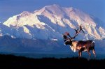 2120-healy-denali.jpg