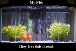 fishlovethread.jpg