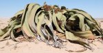 welwitschia-mirabilis-03_88293_1.jpg
