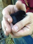 baby chick from Mike's ranch.jpg