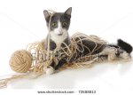stock-photo-a-gray-and-white-cat-looking-perplexed-as-he-s-tangled-in-a-ball-of-yarn-isolated-on.jpg