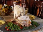 thanksgiving-dog-dinner.jpg