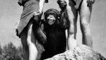 ap_cheetah_chimp_tarzan_dm_111228_wblog.jpg ap_cheetah_chimp_tarzan_dm_111228_wblog.jpg
