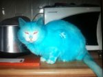 blue-cat.jpg