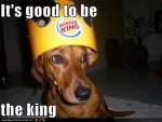 funny-dog-pictures-good-to-be-king1.jpg