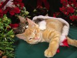 christmas-time-w-two-cats-together--baby-maine-coon-kitty-cuddling-with-smug-orange-tabby-kitt...jpg